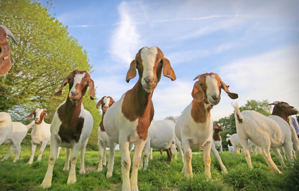 There’s something about our Boer Goats…