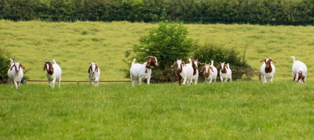 Goats go a-grazing…