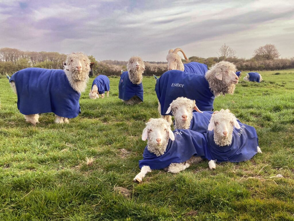 Goats and their coats!